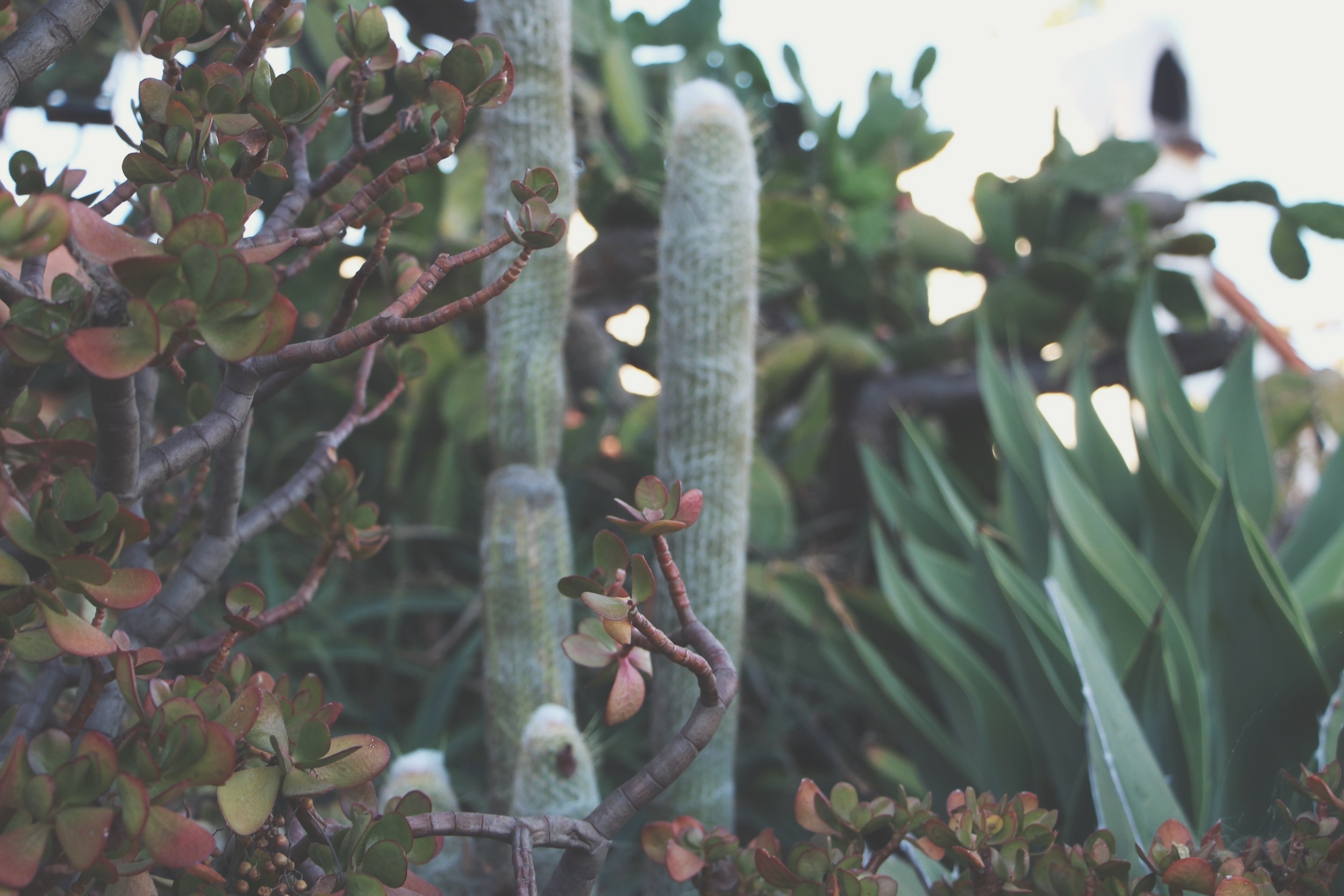 Cacti and Succulents in Old Town, CA via Needles + Leaves